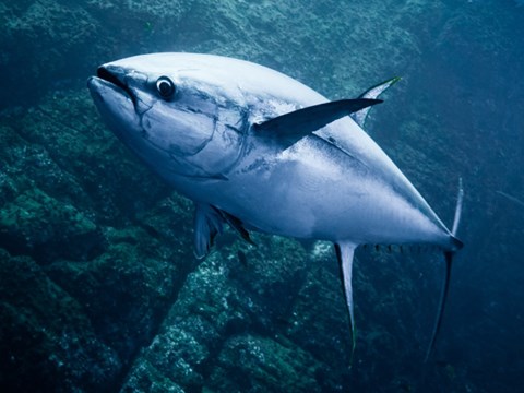 Novel Procedure For Implanting Bio-Loggers In Atlantic Bluefin Tuna