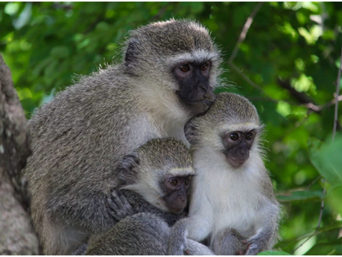 Gestational Hypothermia Detected in Wild Vervet Monkeys