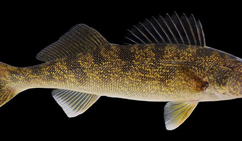 No Difference Found Between Chemical- and Electroanesthesia in Walleyes