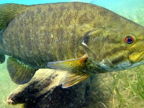 Heart Rate Appears to be Unrelated to Nesting Behaviour in Male Smallmouth Bass