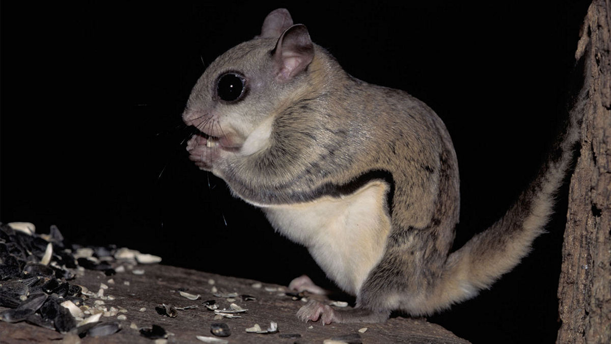 North American Flying Squirrels Show High&#160;Thermal Tolerance