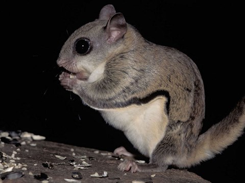 North American Flying Squirrels Show High Thermal Tolerance