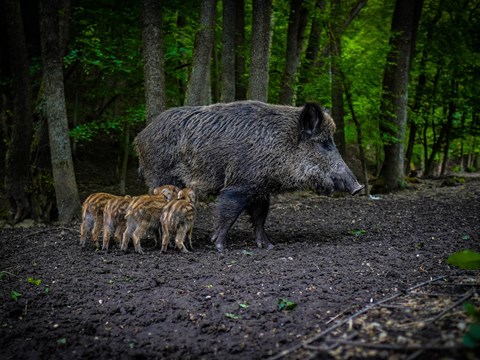 Unlike Other Large Ungulates, Wild Boar Heart Rate Peaks in Early Spring