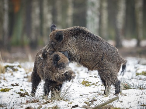 Wild boars defy climate change through thermoregulation