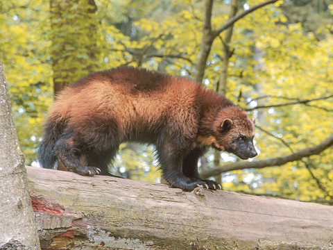 Seasonal Changes in Wolverine Body Temperature and Activity Identified