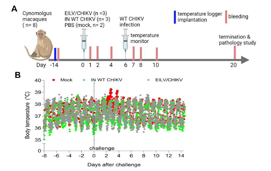 The temperature variations during the second study challenge period are shown in fig. 4