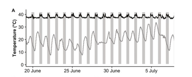 From fig. 3 in the article showing the distinct rise in body temperature during the nighttime (grey lines)